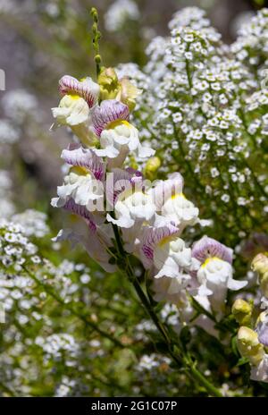 Wunderschöne snapdragon- und Alyssum-Blüten (Antirrhinum majus) im Garten Stockfoto