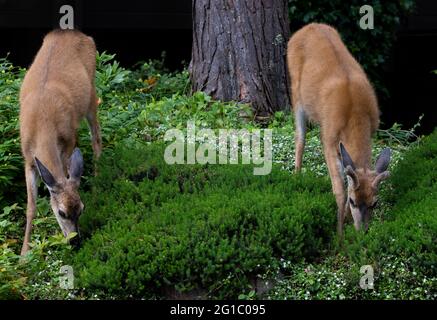 Ein Paar Schwarzer Schwanzhirsche in Esquimalt BC, Kanada Stockfoto