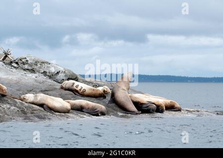 Die Kolonie der Steller Seelöwen, eine der Marken 183R, ruht am felsigen Ufer der Insel Spieden auf den San Juan Islands, Washington, Pazifischer Nordwesten Stockfoto