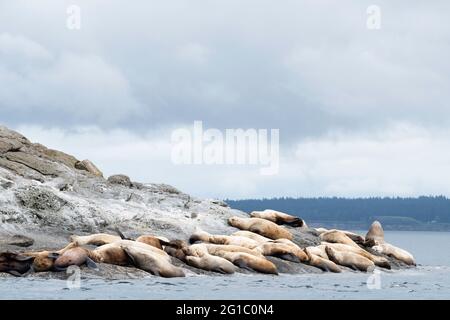 Die Kolonie der Steller Seelöwen ruht an der felsigen Küste der Insel Spieden auf den San Juan Islands, Washington, Pazifischer Nordwesten Stockfoto