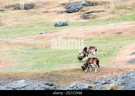 Wild Mouflon Schafe gehörnte Widder grasen auf privaten Spieden Island, Washington State, USA ursprünglich für die Wildjagd auf der Insel importiert Stockfoto