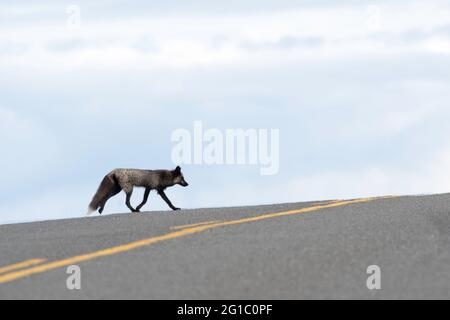 Landumsperrter kleiner Rotfuchs mutiert zu grauem Fuchs / schwarzem Fuchs / Silberfuchs auf der Insel San Juan überquert die Straße mit offenem Himmel hinter sich Stockfoto