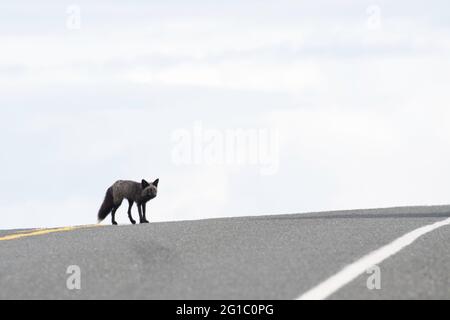 Landumsperrter kleiner Rotfuchs mutiert zu grauem Fuchs / schwarzem Fuchs / Silberfuchs auf der Insel San Juan überquert die Straße mit offenem Himmel hinter sich Stockfoto