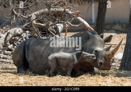 (210607) -- RAMAT GAN, 7. Juni 2021 (Xinhua) -- AM 6. Juni 2021 WIRD EIN neugeborenes Nashorn mit seiner Mutter im Ramat Gan Safari Park Zoo in der zentralisraelischen Stadt Ramat Gan gesehen. (Gideon Markowicz/JINI über Xinhua) Stockfoto