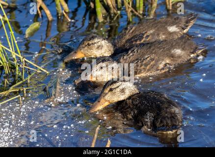 Drei junge Stockenten ernähren sich in Feuchtgebieten, Panama Flats, Victoria, BC Stockfoto