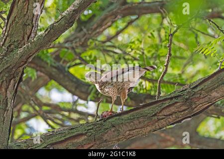 Coopers Hawk beim Essen im Elk Grove Village, Illinois Stockfoto