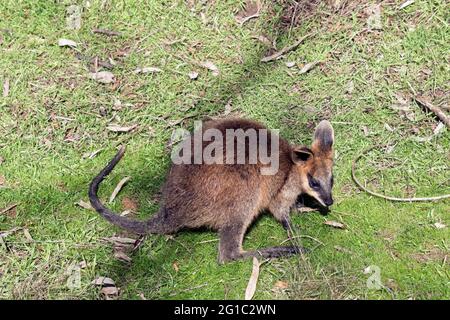 Das joey Sumpf Wallaby hat einen braunen Körper weiße Wangen und eine blacki Maske Stockfoto