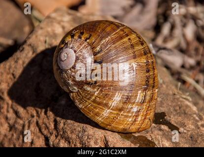 Nahaufnahme der Schneckenschale des Großen Pandas (Hedleyella falconeri) auf einem Felsen in einem Garten, subtropisches Queensland, Australien. Größte Landschnecke in Australien. Stockfoto