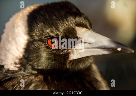 Nahaufnahme des Gesichts der wilden reifen australischen Elster (Cracticus tibicen) Queensland, Australien. Posiert für einen Freund des Fotografen. Stockfoto