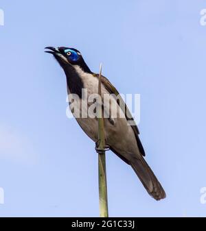 Blauer Honigfresser (Entomyzon cyanotisbird), thront und singt auf einem vertikalen Palmspeer. Blauer Himmel, Kopierbereich. Queensland, Australien Stockfoto