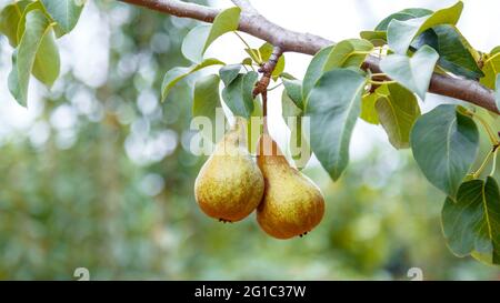 Birnen wachsen auf dem Baum. 2 reife Birnen wachsen auf Baum im Garten. Köstliche reife Birnenfrüchte während der Herbsternte auf dem Bauernhof im Obstgarten. Langes Webbanner Stockfoto