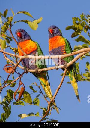 Zwei Regenbogenlorikeets, trichoglossus moluccanus, thront im Garten des betrunkenen Papageienbaums (schotia brachypetala, Tree fuchsia), Queensland, Australien. Stockfoto