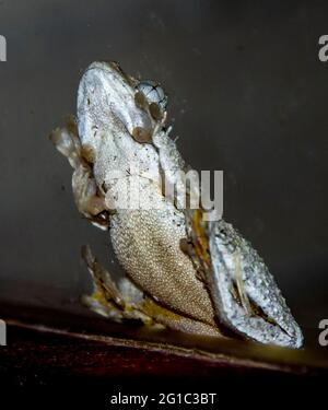 Unterseite des smaragdgrünen Baumfrosches, Peron's Tree Frog, littoria peronii, auf einem Glasfenster in der Nacht. Nach Regen, Frühling, Queensland, Australien. Stockfoto