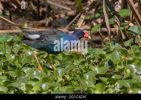 Purple Gallinule zu Fuß auf Wasserhyazinthen im Brazos Band State Park, Texas Stockfoto