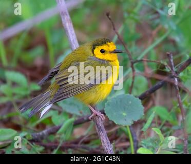 Kapuzenwaldsänger (Setophaga citrina), der auf einem Ast thront Stockfoto