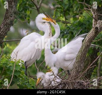 Großer Egret (Ardea alba), der Nestlinge füttert Stockfoto