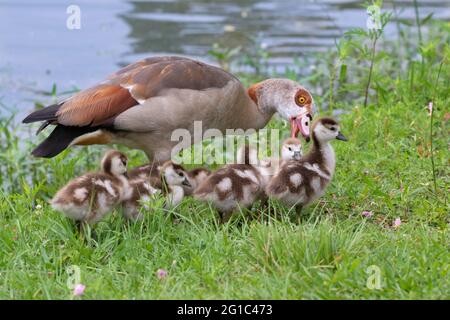 Ägyptische Gans (Alopochen aegyptiacus) Familie auf dem Spaziergang Stockfoto