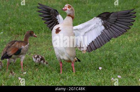 Männliche ägyptische Gans (Alopochen aegyptiacus) mit ausgebreiteten Flügeln Stockfoto