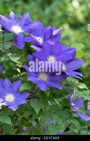 Purple Clematis Jackmanii, Blumen, Gartenkletterer Stockfoto