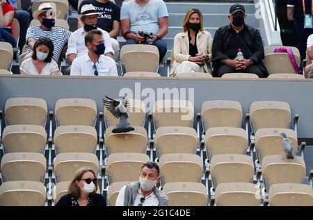 Paris, Frankreich. Juni 2021. Zwei Tauben werden während des vierten Wettkampfs der Frauen zwischen Serena Williams aus den Vereinigten Staaten und Elena Rybakina aus Kasachstan beim French Open Tennisturnier in Roland Garros in Paris, Frankreich, am 6. Juni 2021 gesehen. Kredit: Gao Jing/Xinhua/Alamy Live Nachrichten Stockfoto