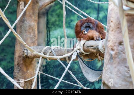 Ein Sumatran Orangutan ruht in seinem Gehege im Fort Wayne Children's Zoo. Stockfoto