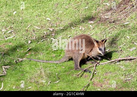 Das Sumpfwallaby hat einen braunen Körper, weiße Wangen und eine schwarze Maske Stockfoto