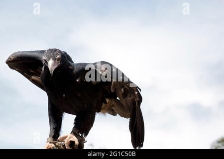 Der Keilschwanzadler balanciert auf einer Hand Stockfoto