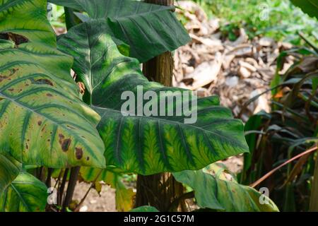 Alocasia clypeolata, allgemein bekannt als Elephant Ears, eine dekorative Alocasia mit kontrastierenden Blättern. Stockfoto