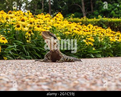 Australische Eidechse in einem Park, umgeben von gelben Blumen und dem Grün eines öffentlichen Gartens. Stockfoto