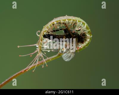 Blatt einer Cape Sonnentau Pflanze, Drosera capensis, die gefangen und um eine Schnepfenfliege gewickelt hat. Nachdem ein Insekt eingeklemmt ist, rollt das Blatt nach oben, um es zu bringen Stockfoto