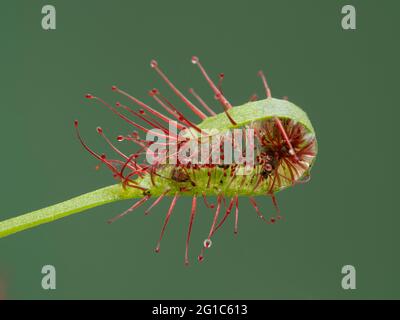 Nahaufnahme des Blattes einer Kapsundawpflanze, Drosera capensis, die sich um Insekten gewickelt hat, die sie gefangen hat Stockfoto