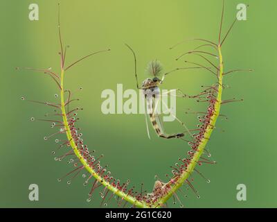Blatt einer fleischfressenden, gabelblättrigen Sonnentaue-Pflanze (Drosera binata), die eine nicht beißende Zwerge (Chironomid) gefangen wurde Stockfoto