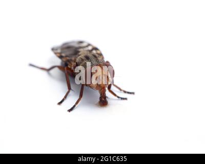 Sehr Nahaufnahme des Gesichts einer geflügelten Fliege, Ulidiidae-Arten, Trinkwasser von der Oberfläche eines weißen Tisches Stockfoto