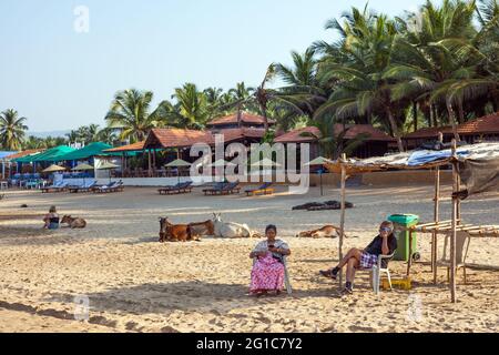 Älteres indisches Rentnerpaar saß mit Mobiltelefonen am Strand, während Kühe hinter ihnen zurücklehnen, Agonda Beach, Goa, Indien Stockfoto