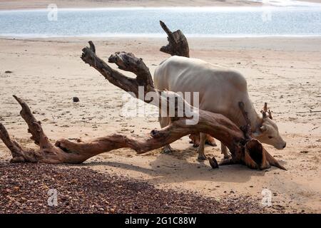 Weiße Kuh, die einen im Sand vergrabenen Baumzweig als Kratzpfosten verwendet, Agonda Beach, Goa, Indien Stockfoto