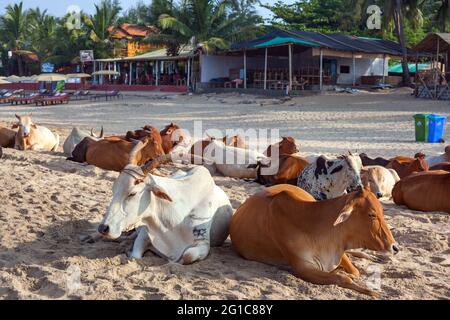 Blick am frühen Morgen auf eine Herde heiliger Kühe mit großen Hörnern am Agonda Beach mit Strandhütten im Hintergrund, Goa, Indien Stockfoto