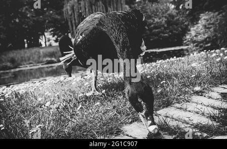 Neugierige schwarze Gans schaut direkt in die Kamera im Borbeck Park in Essen. Schlosspark im Sommer im Zoo am Teich. Stockfoto