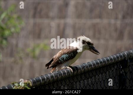 Dies ist eine Seitenansicht eines laughing Kookaburra Stockfoto