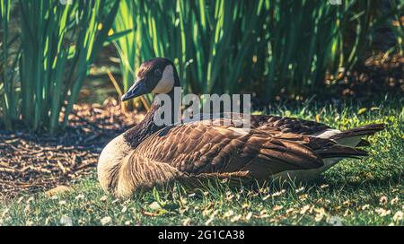 Nahaufnahme einer Wildgans, die mitten im heißen Sommer im Schlosspark in Essen-Borbeck ruht - Gänse, Vögel, Möwen und Enten im Park. Stockfoto