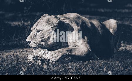 Der König des Dschungels Fütterungsverhalten in surrealem Schwarz-Weiß-Schwarz. Tierpark in Hodenhagen Ein prachtvoller Löwe kaut seine Beute auf. Stockfoto