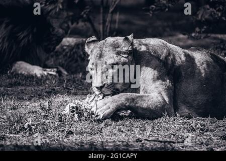 Der König des Dschungels Fütterungsverhalten in surrealem Schwarz-Weiß-Schwarz. Tierpark in Hodenhagen Ein prachtvoller Löwe kaut seine Beute auf. Stockfoto