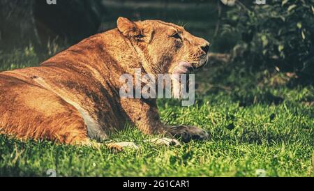 Der König des Dschungels Fütterungsverhalten in surrealem Schwarz-Weiß-Schwarz. Tierpark in Hodenhagen Ein prachtvoller Löwe kaut seine Beute auf. Stockfoto