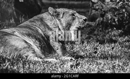 Der König des Dschungels Fütterungsverhalten in surrealem Schwarz-Weiß-Schwarz. Tierpark in Hodenhagen Ein prachtvoller Löwe kaut seine Beute auf. Stockfoto