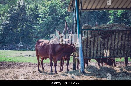 Watussi Viehfütterung im Zoo. Ankolerind an der Futterstation im Serengeti Park in Hodenhagen. Futtersuche am Futterplatz. Stockfoto