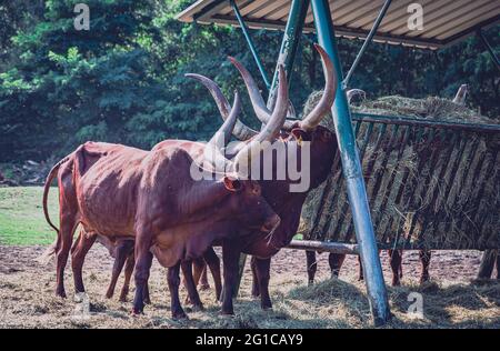 Watussi Viehfütterung im Zoo. Ankolerind an der Futterstation im Serengeti Park in Hodenhagen. Futtersuche am Futterplatz. Stockfoto