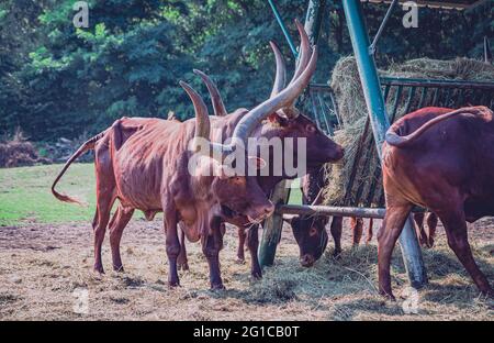 Watussi Viehfütterung im Zoo. Ankolerind an der Futterstation im Serengeti Park in Hodenhagen. Futtersuche am Futterplatz. Stockfoto