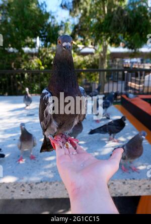 Friendly Pigeon setzte sich zur Hand und schaute in die Kamera. Stockfoto