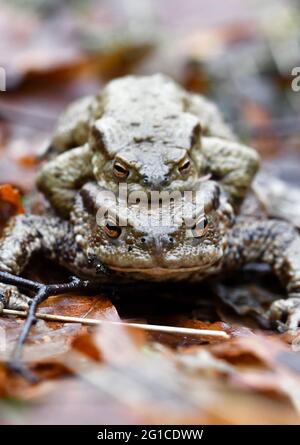 Nahaufstellmakro von zwei Kröten oder Fröschen, die sich während der Frühjahrssaison paaren Stockfoto