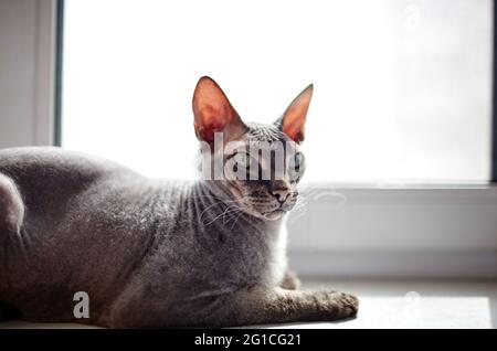 Lustige Katze sitzt auf der Fensterbank. Eine schöne graue Sphinx Katze. Selektiver Fokus mit geringer Schärfentiefe Stockfoto