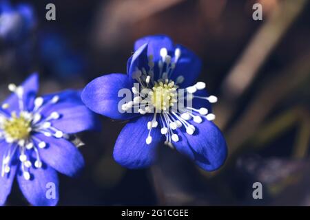Nahaufnahme der blauen Blumen in der Frühjahrssaison Stockfoto